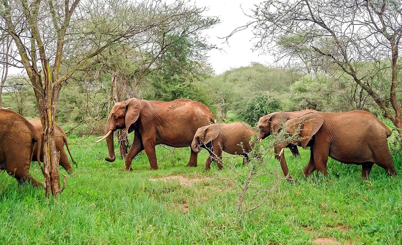 Observation animalière au Gabon